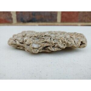 Limestone or similar substrate FOSSILS